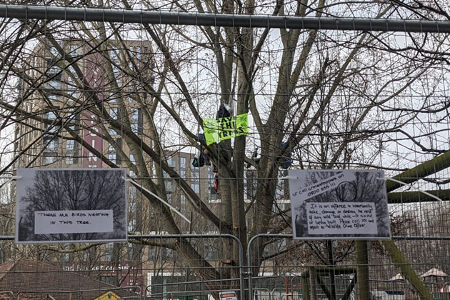 Protesters in a 100-year-old black polar tree in Battersea to save it from being cut down