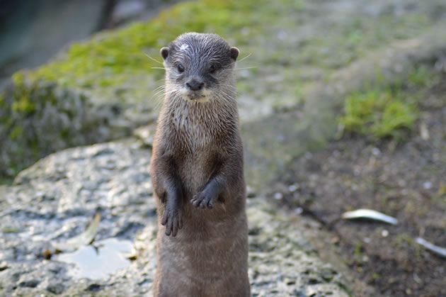 Robin the Asian short-clawed otter