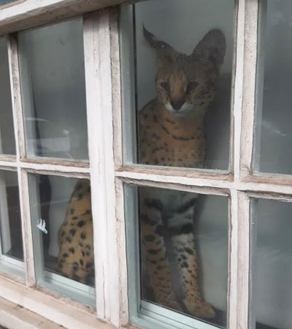 Neighbours spotted wildcat in window of Mr Brown's home