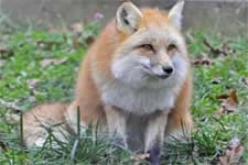 Concerned About Fox Numbers? 