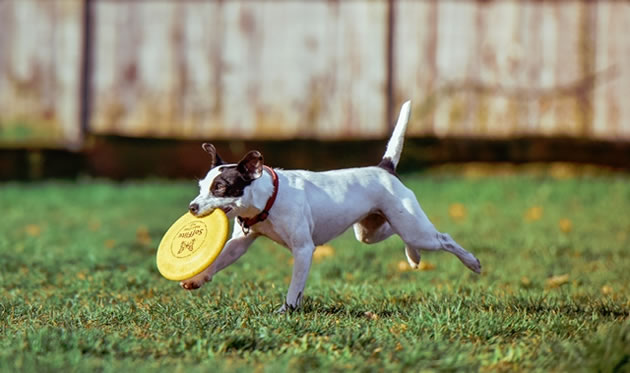 RSPCA Award for �Pet Friendly� Wandsworth