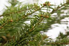 Christmas Tree Recycling